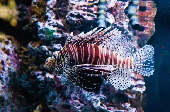A lionfish underwater